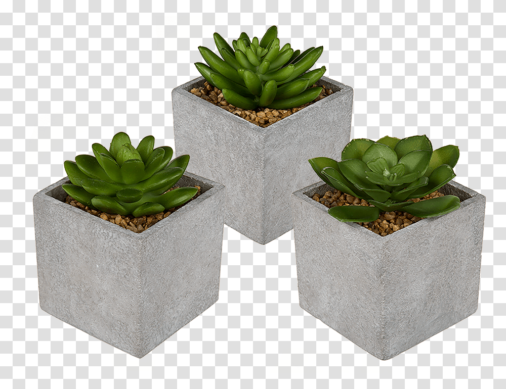 Flowerpot, Plant, Aloe, Tree, Leaf Transparent Png