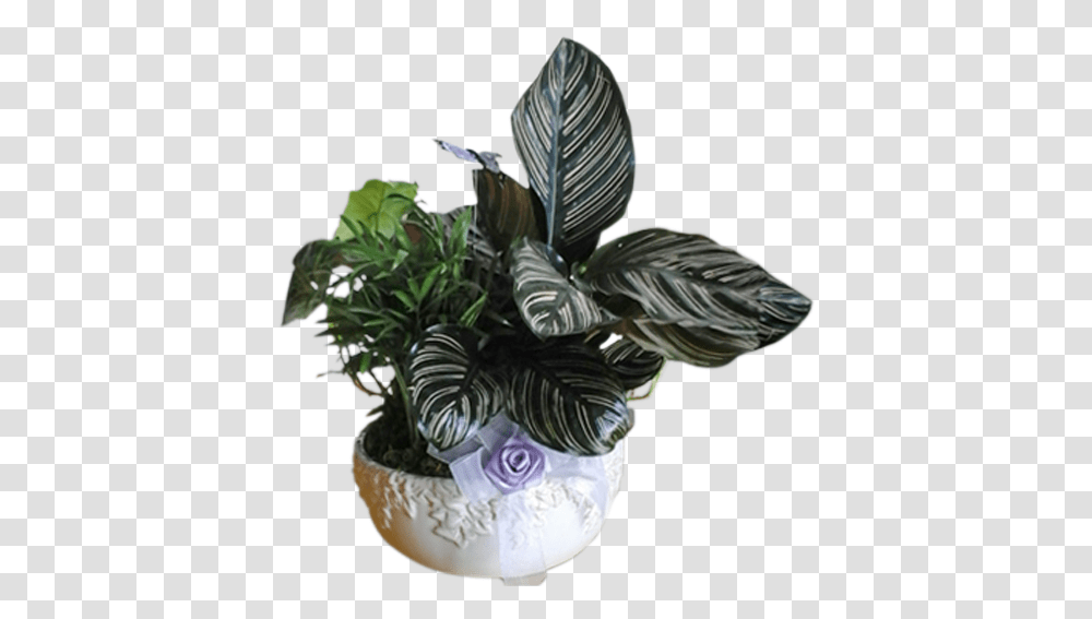 Flowerpot, Plant, Bird, Animal, Blossom Transparent Png