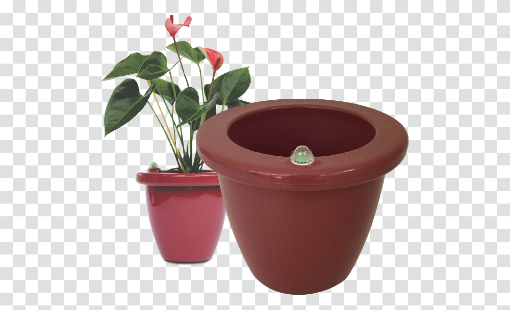 Flowerpot, Plant, Blossom, Bowl, Potted Plant Transparent Png