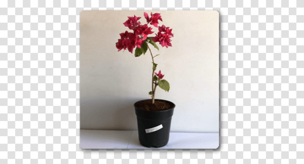 Flowerpot, Plant, Blossom, Flower Arrangement, Geranium Transparent Png