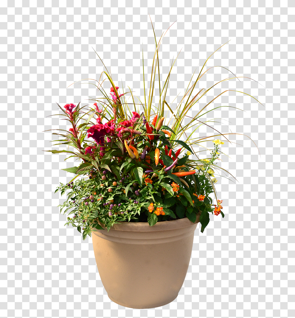 Flowerpot, Plant, Blossom, Flower Arrangement, Ikebana Transparent Png