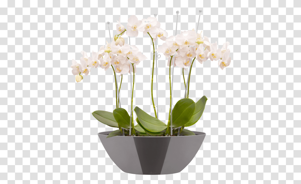 Flowerpot, Plant, Blossom, Flower Arrangement, Orchid Transparent Png