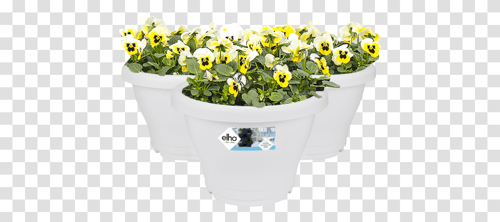 Flowerpot, Plant, Blossom, Flower Arrangement, Wedding Cake Transparent Png