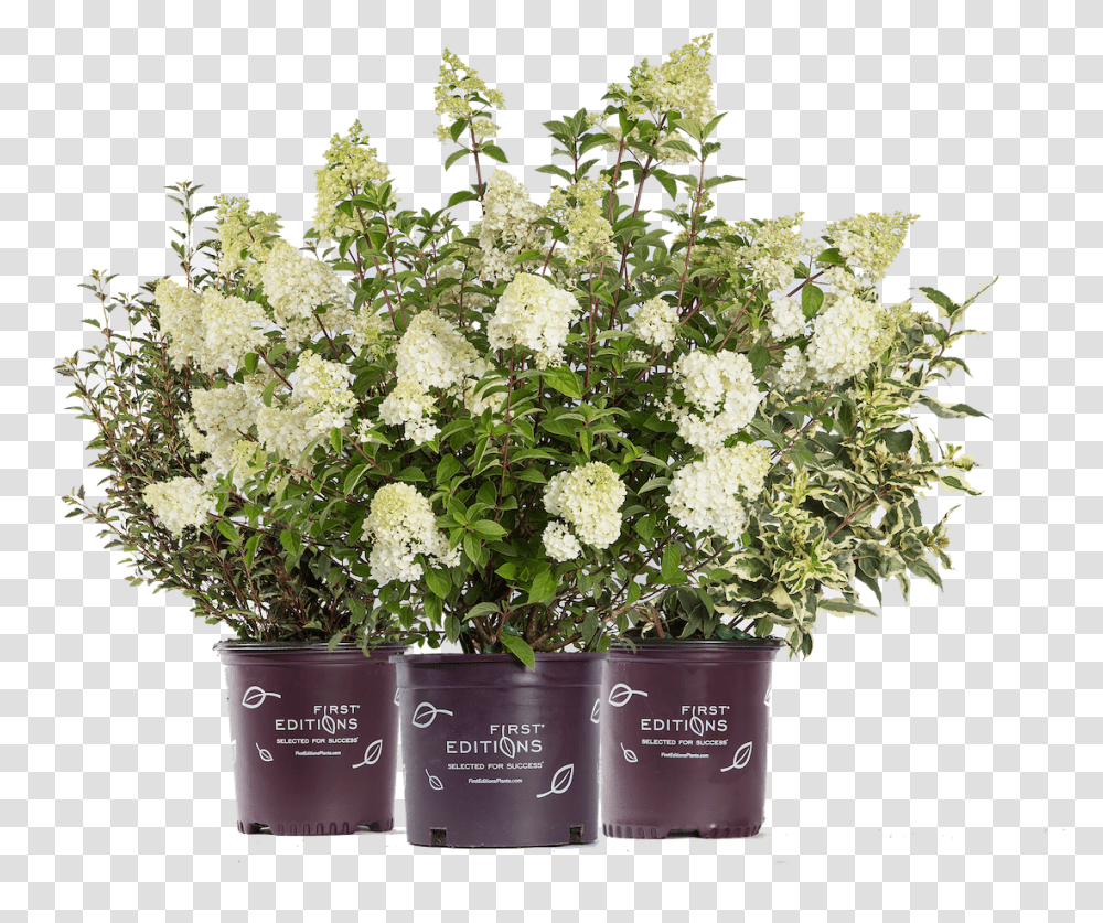 Flowerpot, Plant, Blossom, Flower Bouquet, Flower Arrangement Transparent Png