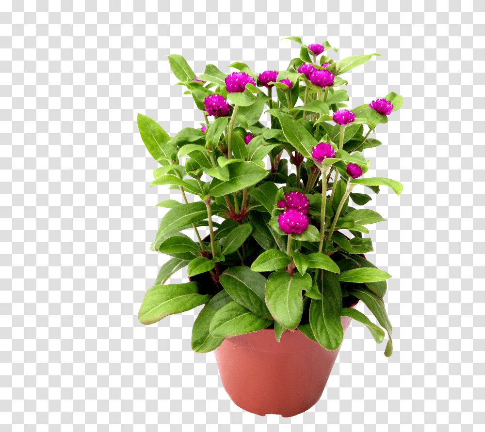 Flowerpot, Plant, Blossom, Geranium, Flower Arrangement Transparent Png