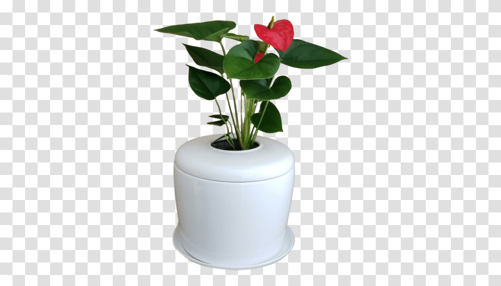 Flowerpot, Plant, Blossom, Milk, Beverage Transparent Png