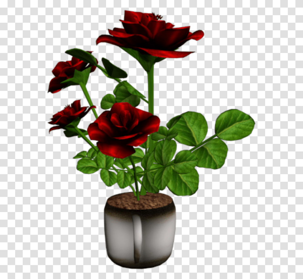 Flowerpot, Plant, Blossom, Rose Transparent Png