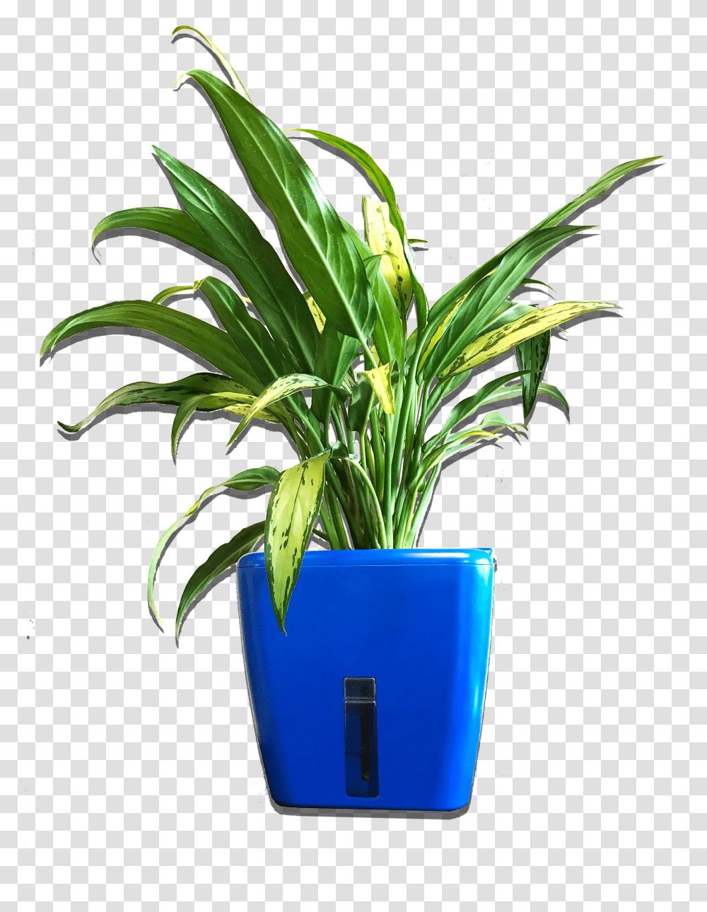 Flowerpot, Plant, Blossom Transparent Png