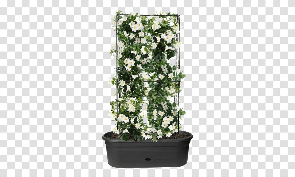 Flowerpot, Plant, Bush, Daisy, Petal Transparent Png