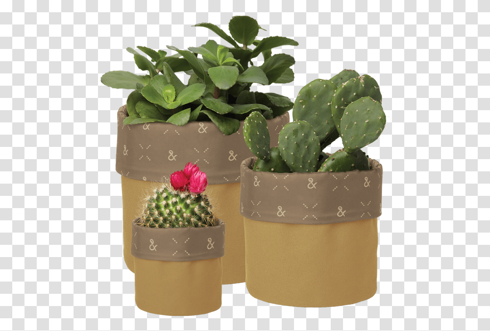 Flowerpot, Plant, Cactus, Wedding Cake, Dessert Transparent Png