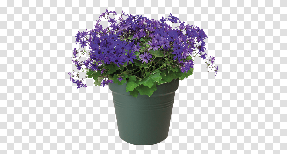 Flowerpot, Plant, Geranium, Blossom, Purple Transparent Png