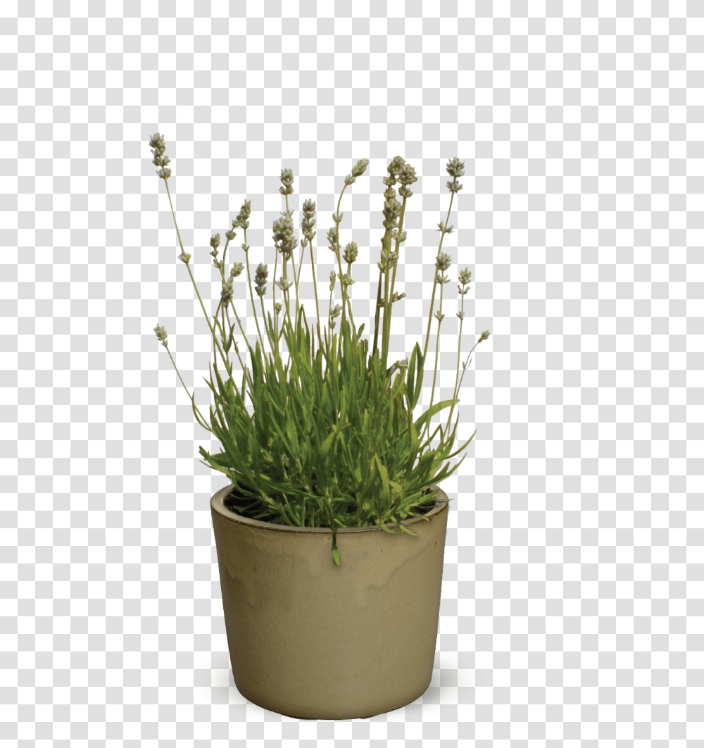 Flowerpot, Plant, Grass, Blossom, Pineapple Transparent Png