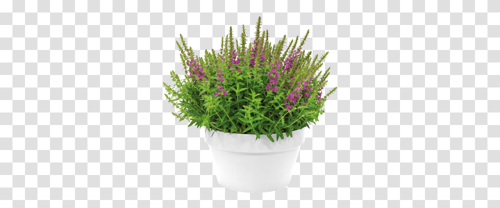 Flowerpot, Plant, Green, Lavender, Blossom Transparent Png