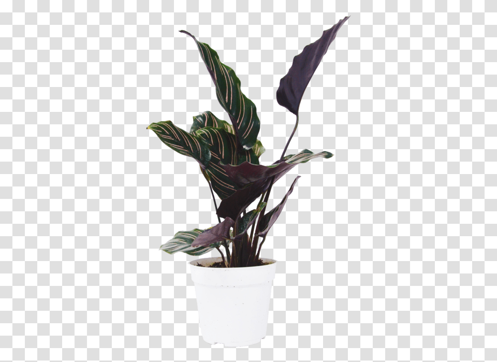 Flowerpot, Plant, Iris, Person, Jar Transparent Png