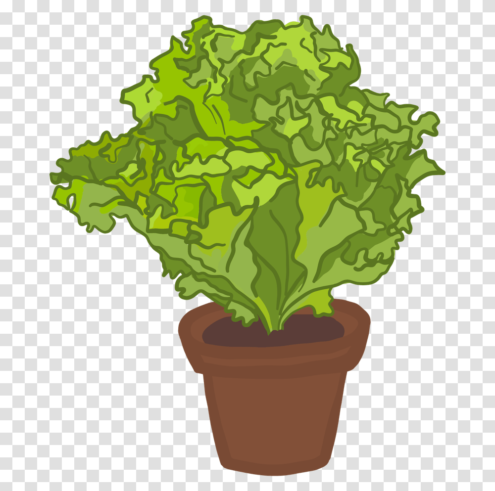 Flowerpot, Plant, Kale, Cabbage, Vegetable Transparent Png