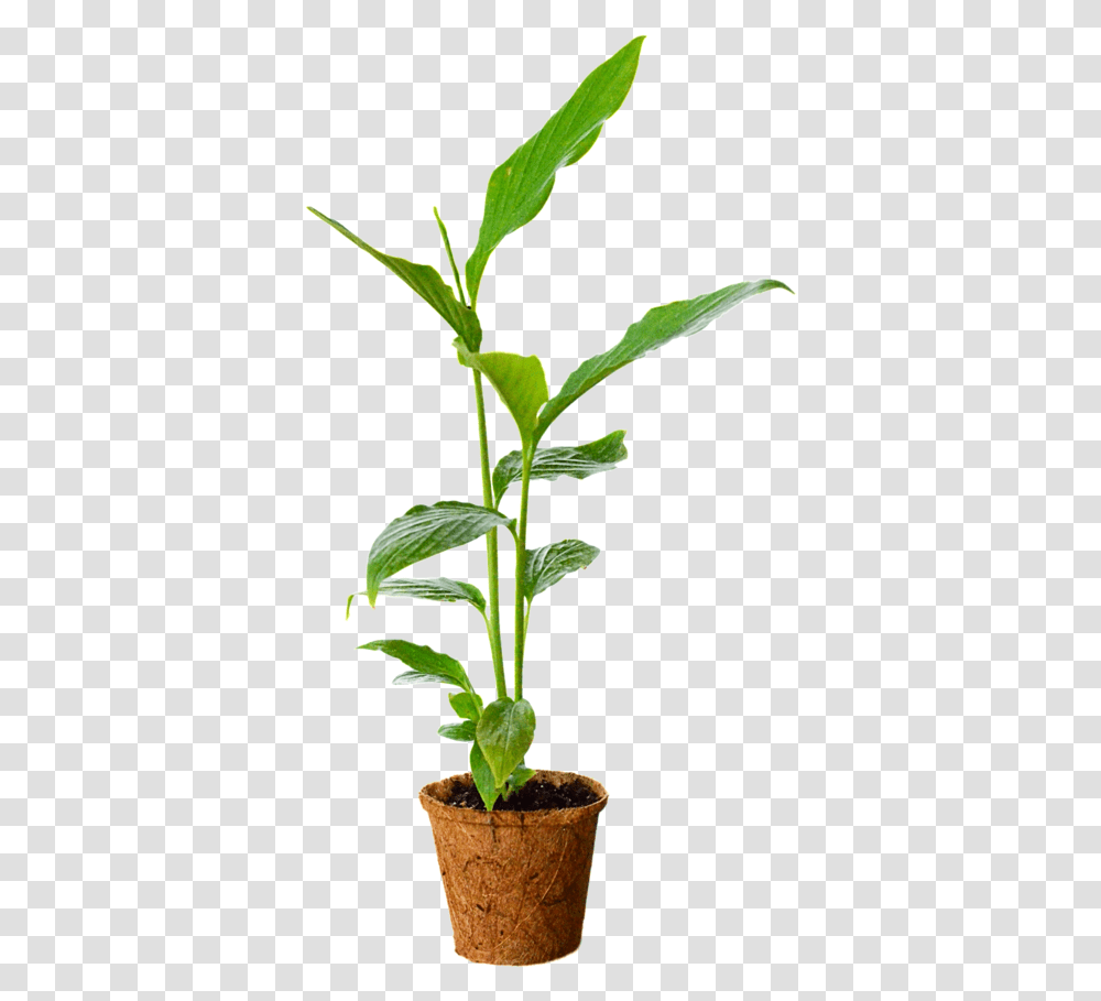 Flowerpot, Plant, Leaf, Acanthaceae, Sesame Transparent Png