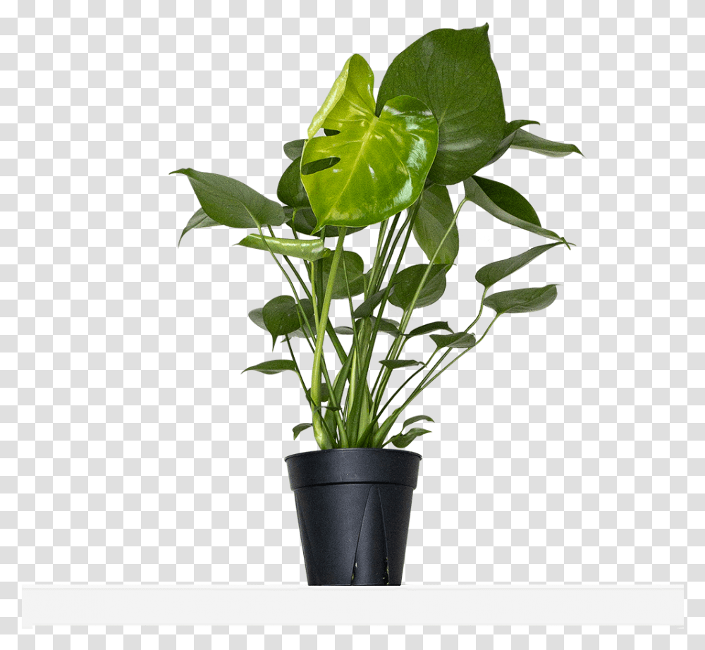 Flowerpot, Plant, Leaf, Blossom, Anthurium Transparent Png