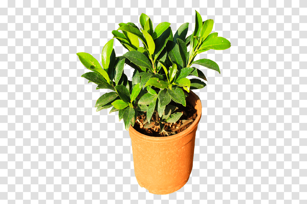 Flowerpot, Plant, Leaf, Blossom Transparent Png