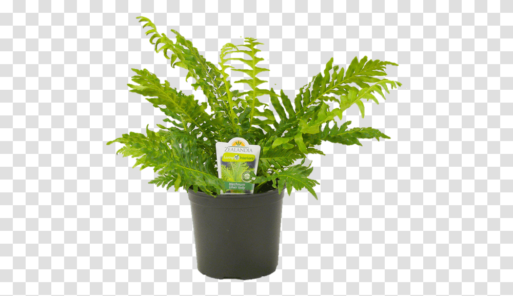 Flowerpot, Plant, Leaf, Fern, Aloe Transparent Png
