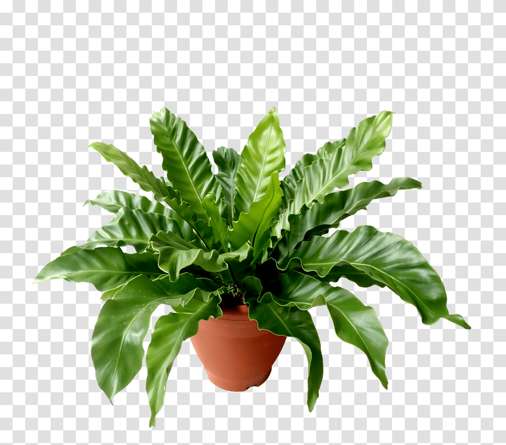 Flowerpot, Plant, Leaf, Hemp, Aloe Transparent Png