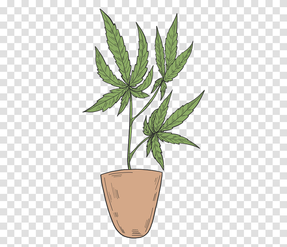 Flowerpot, Plant, Leaf, Hemp, Weed Transparent Png