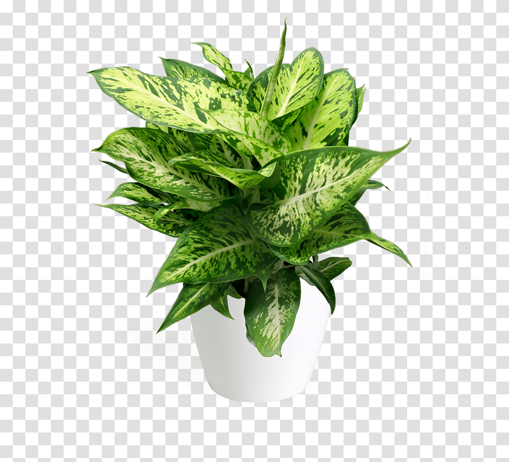 Flowerpot, Plant, Leaf, Potted Plant, Vase Transparent Png