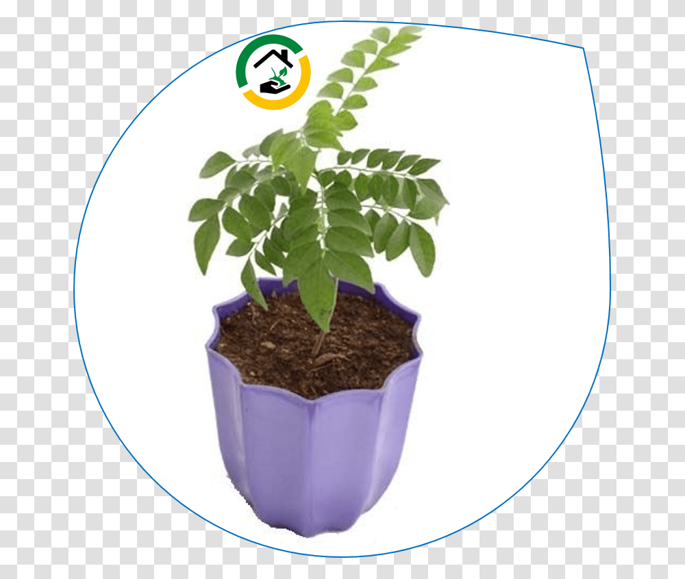 Flowerpot, Plant, Leaf, Soil, Sprout Transparent Png