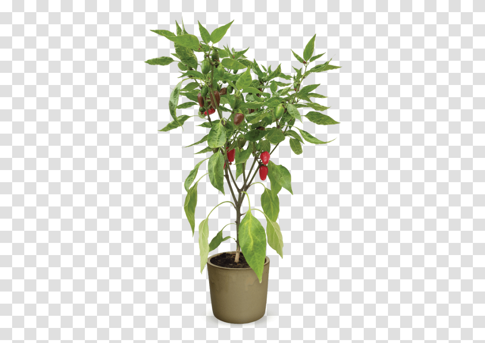 Flowerpot, Plant, Leaf, Tree, Acanthaceae Transparent Png