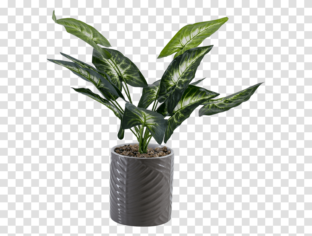 Flowerpot, Plant, Leaf, Tree, Palm Tree Transparent Png