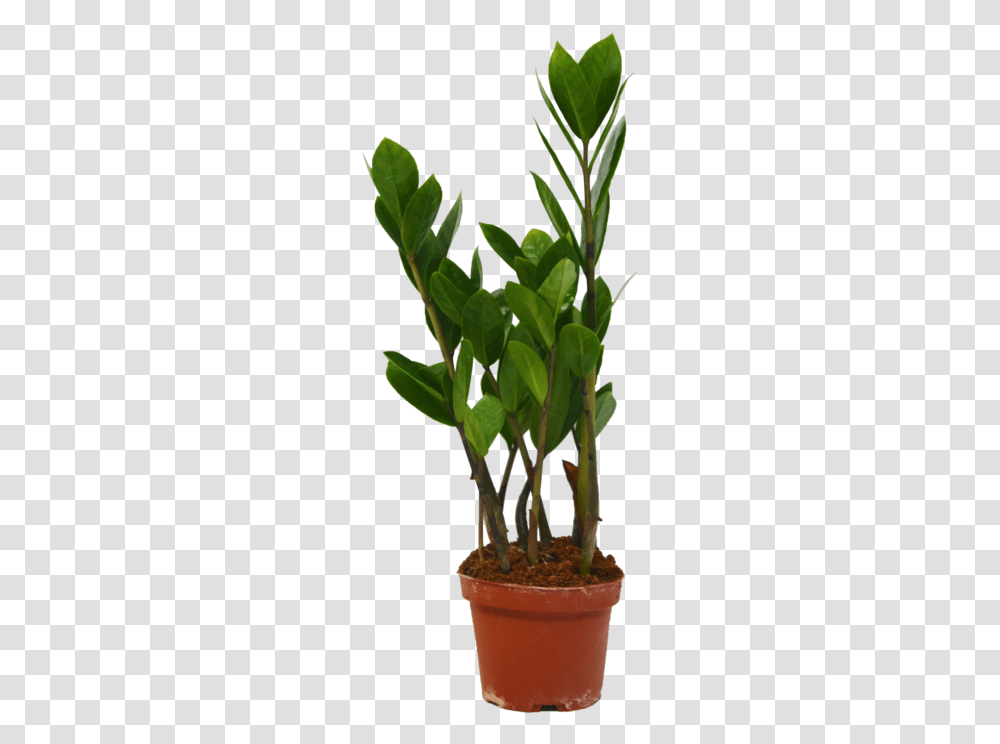 Flowerpot, Plant, Leaf, Vase, Jar Transparent Png