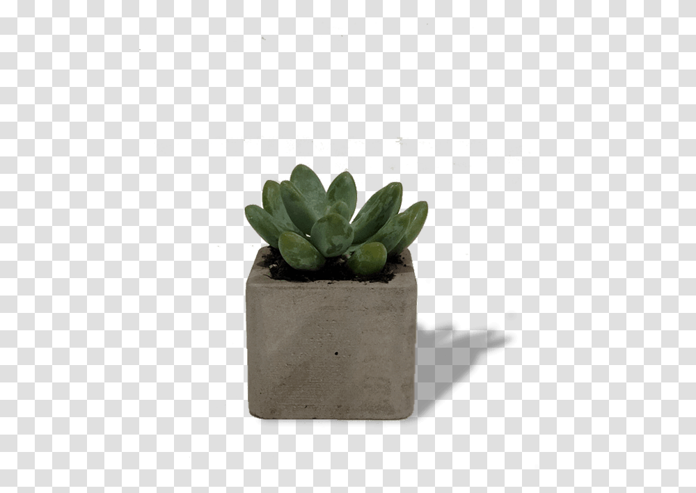 Flowerpot, Plant, Potted Plant, Vase, Jar Transparent Png