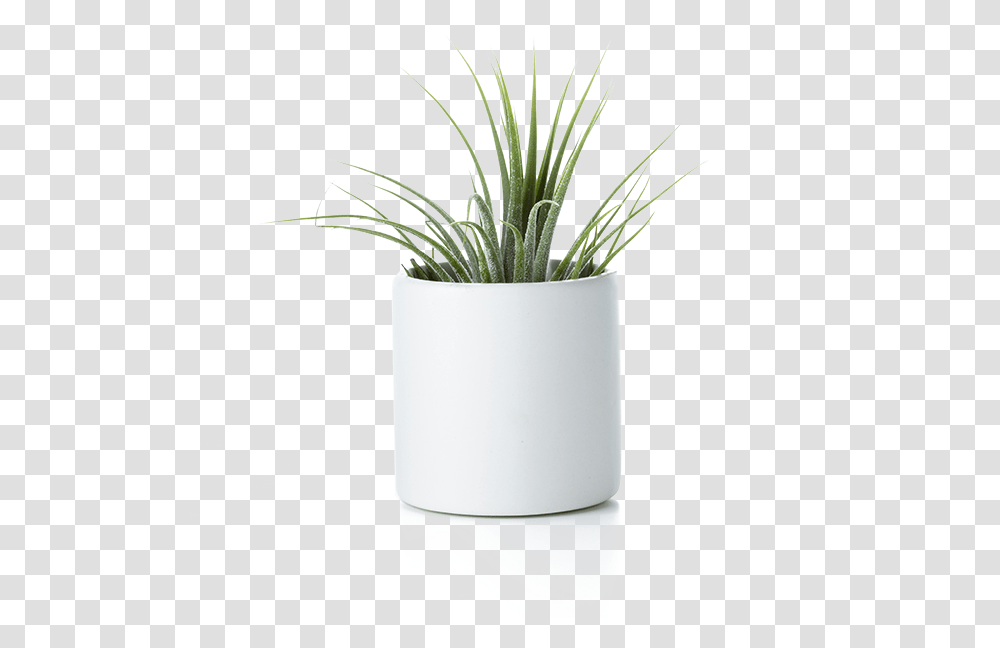 Flowerpot, Plant, Potted Plant, Vase, Jar Transparent Png