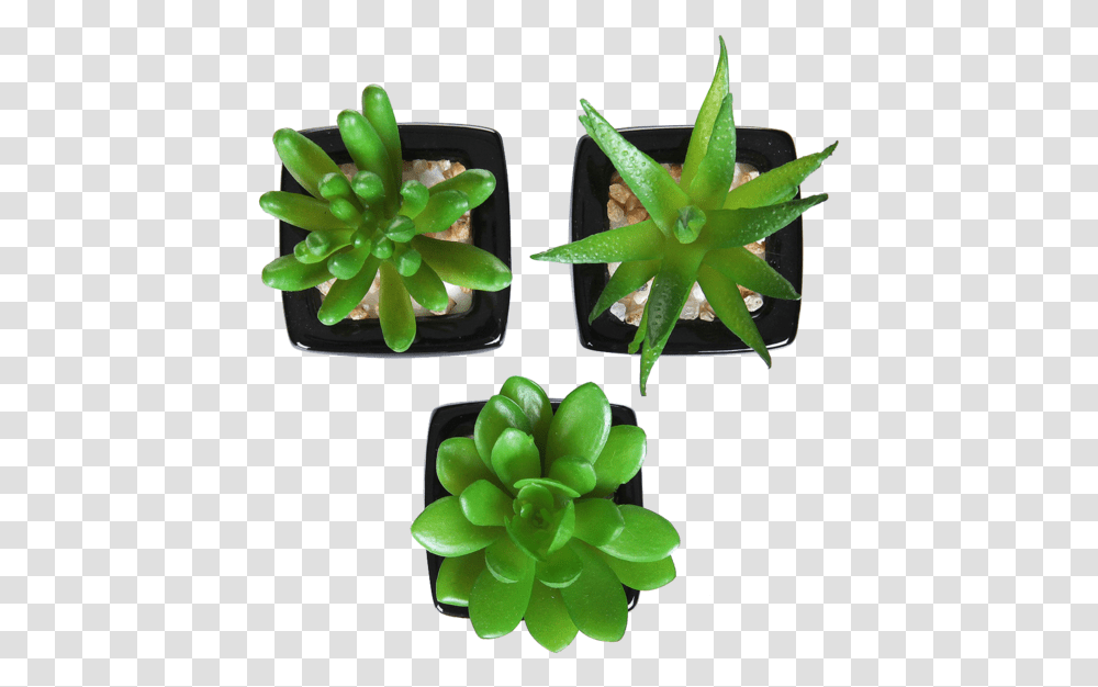 Flowerpot, Plant, Sprout, Bud, Blossom Transparent Png