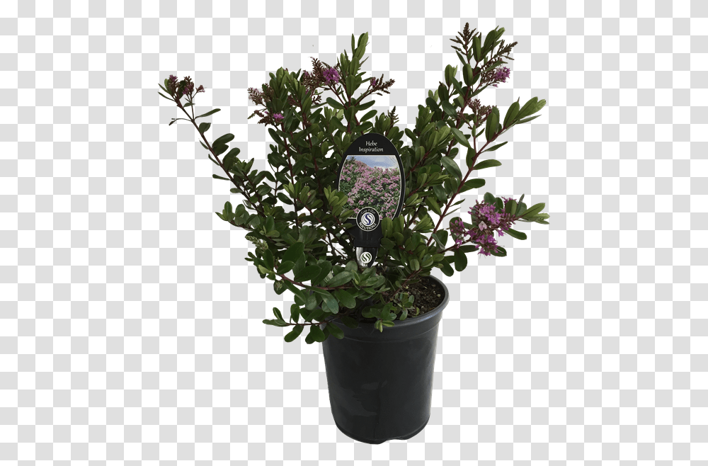 Flowerpot, Plant, Tree, Electronics, Leaf Transparent Png