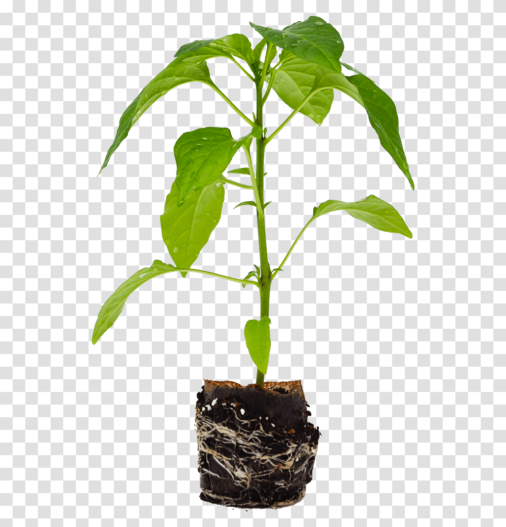 Flowerpot, Plant, Tree, Leaf, Blossom Transparent Png