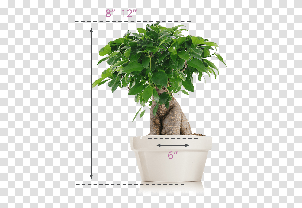 Flowerpot, Plant, Tree, Root, Potted Plant Transparent Png