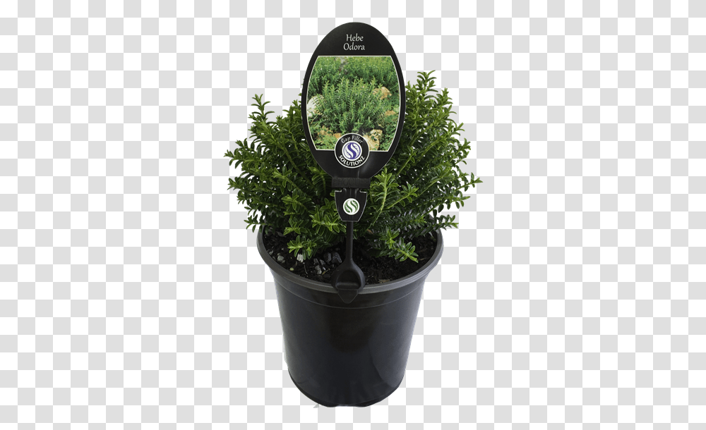 Flowerpot, Plant, Tree, Vegetation, Conifer Transparent Png