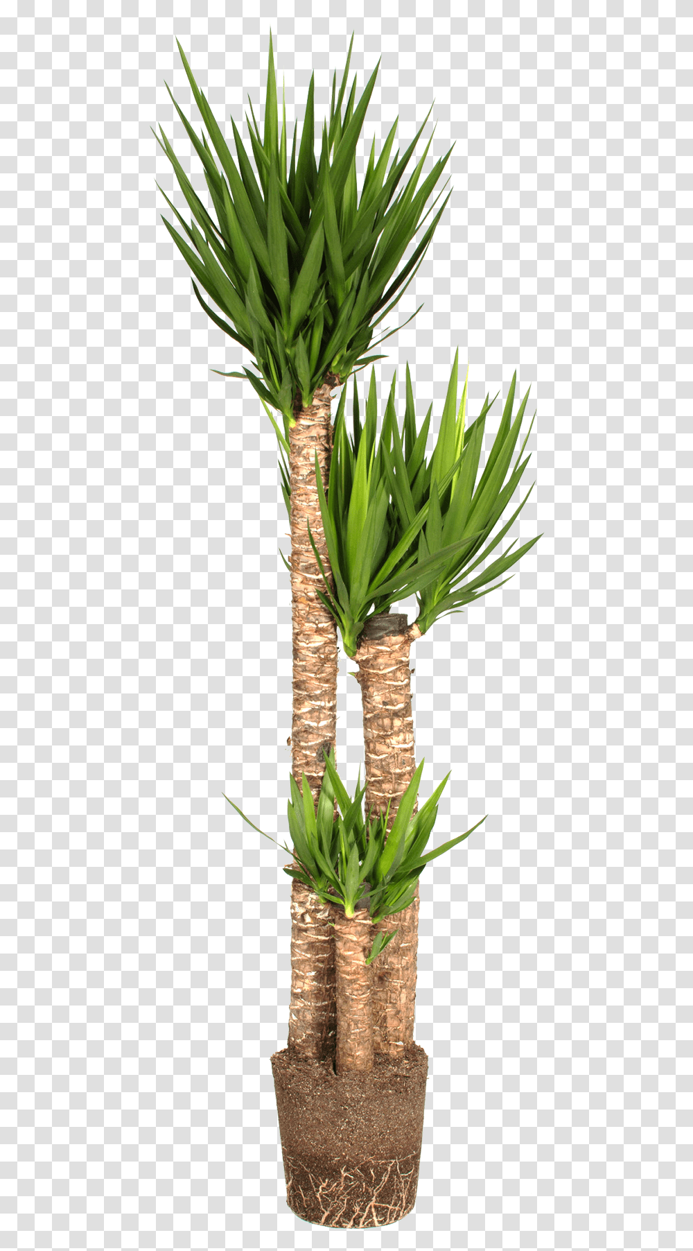 Flowerpot, Plant, Tree, Vegetation, Palm Tree Transparent Png