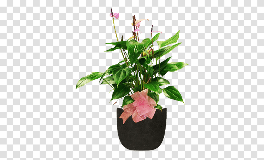 Flowerpot, Plant, Vase, Jar, Pottery Transparent Png