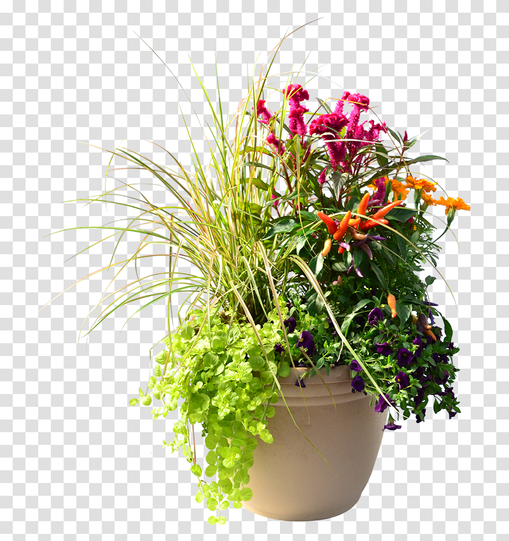 Flowerpot, Plant, Vase, Jar, Pottery Transparent Png