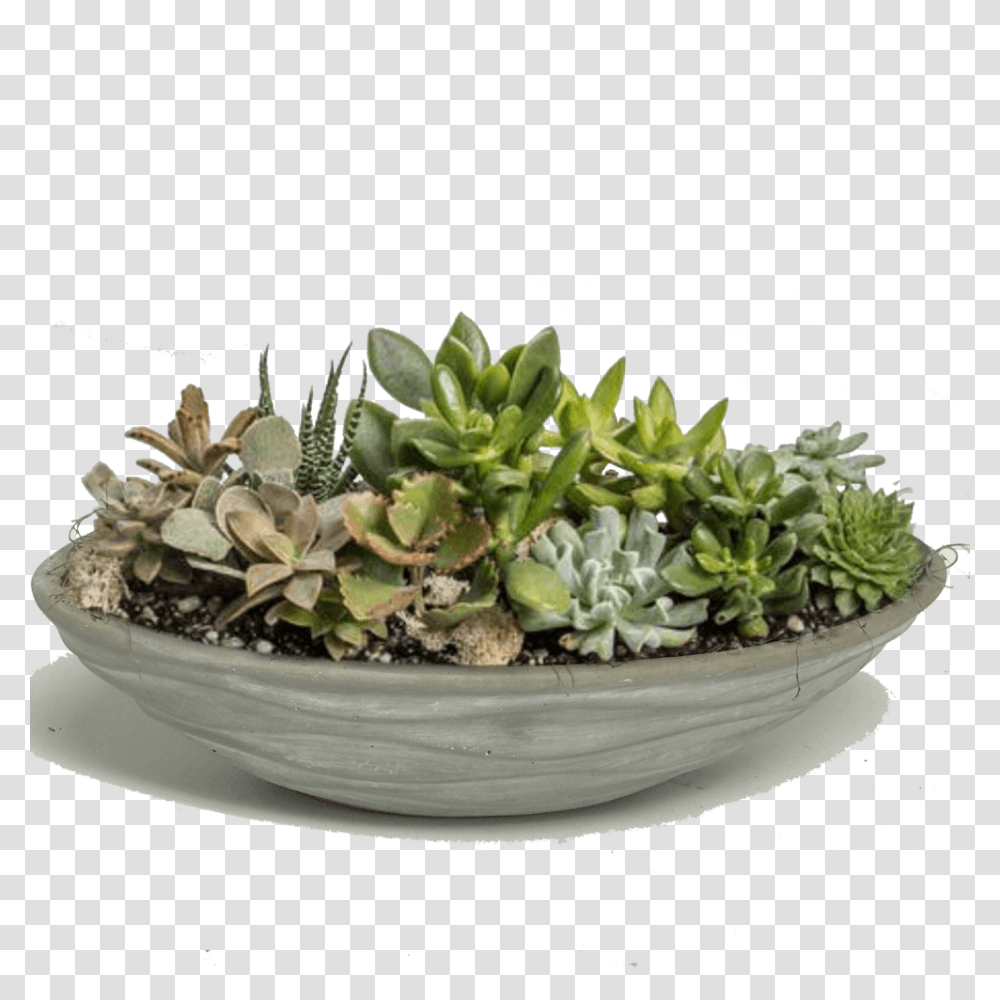 Flowerpot, Potted Plant, Vase, Jar, Pottery Transparent Png
