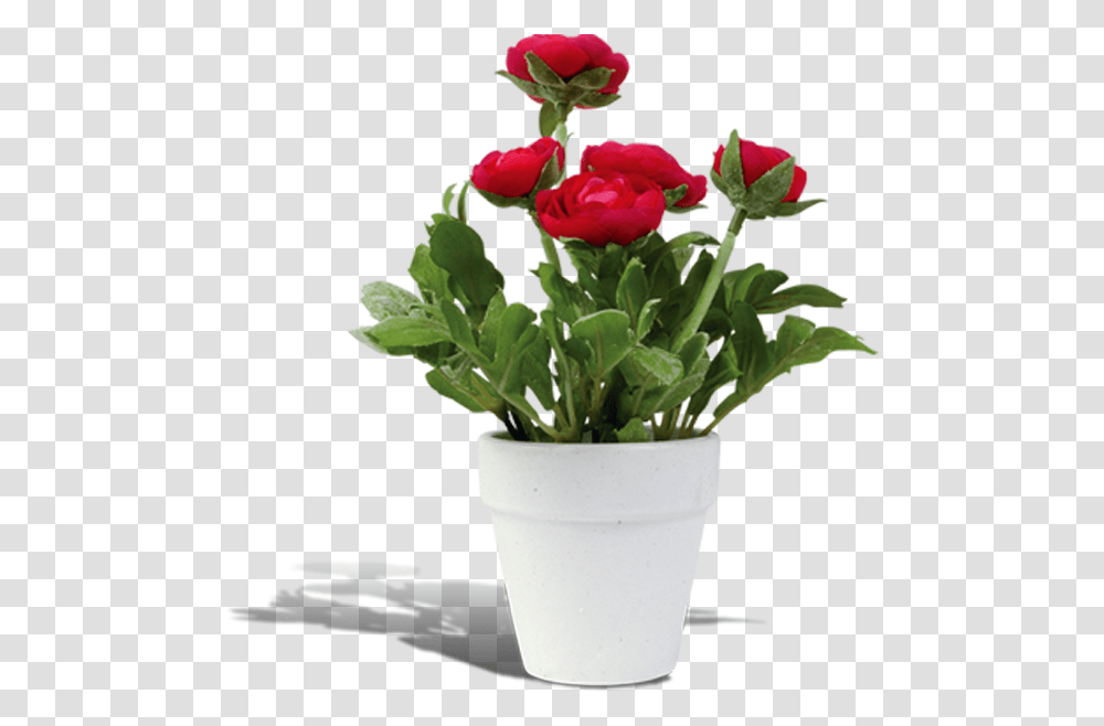 Flowerpot Rosa Chinensis Flower Pot Background, Plant, Blossom, Rose, Toilet Transparent Png