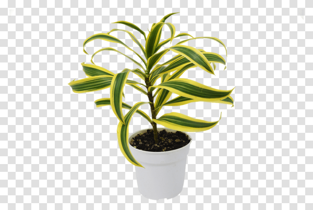 Flowerpot Transparent Png