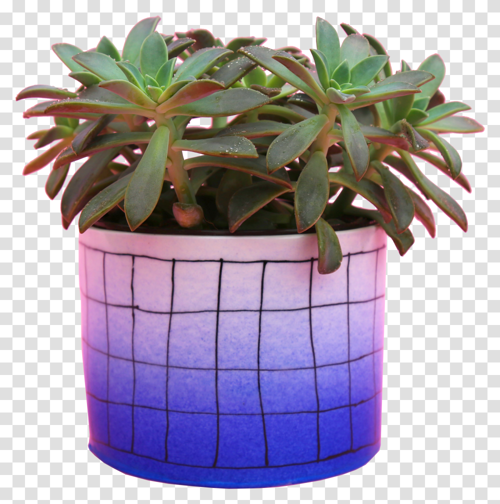 Flowerpot Transparent Png