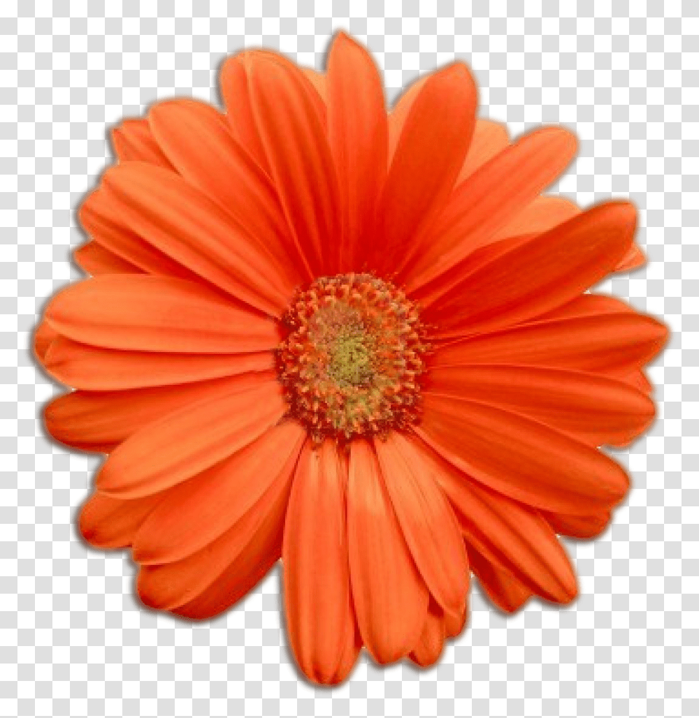 Flowerpower Real Flowers, Plant, Daisy, Daisies, Blossom Transparent Png