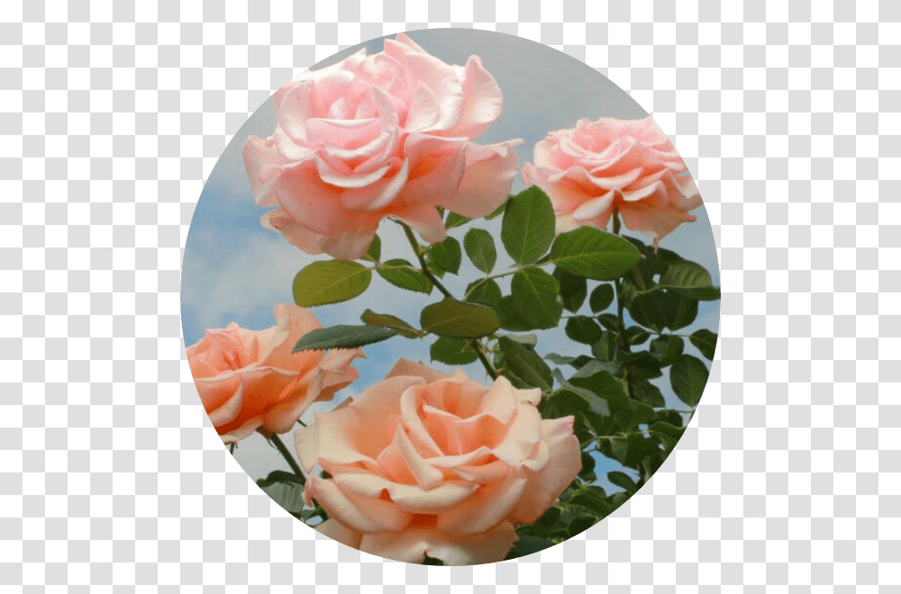 Flowerpower S Rosas Flores Roses Circulo Vintage Fondos Aesthetics, Plant, Blossom, Flower Arrangement, Petal Transparent Png