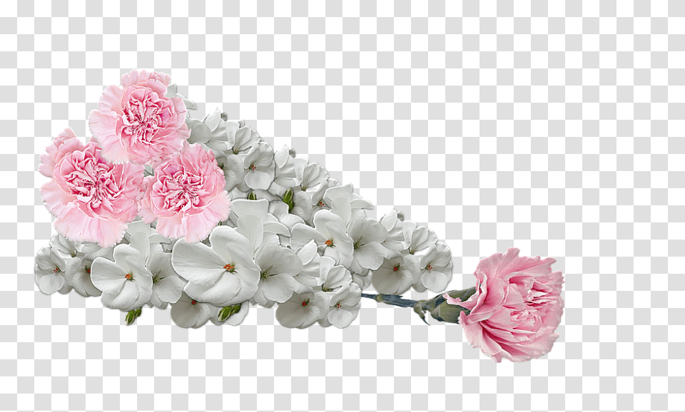 Flowers 960, Plant, Blossom, Geranium, Carnation Transparent Png