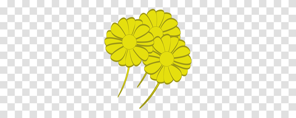 Flowers Nature, Plant, Blossom, Daisy Transparent Png