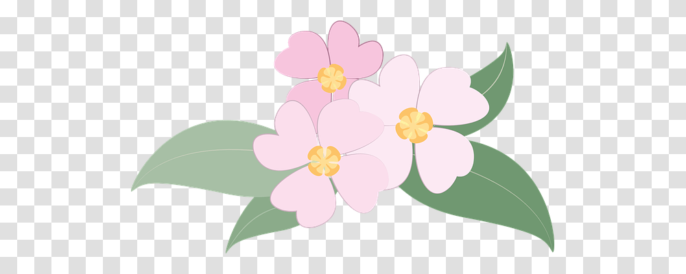 Flowers Nature, Plant, Blossom, Petal Transparent Png