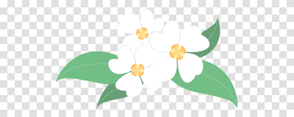 Flowers Nature, Plant, Petal, Daisy Transparent Png